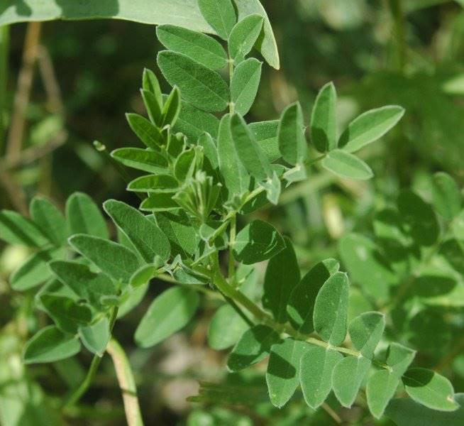 Huang Qi (Milkvetch roots) in Chinese Medicine