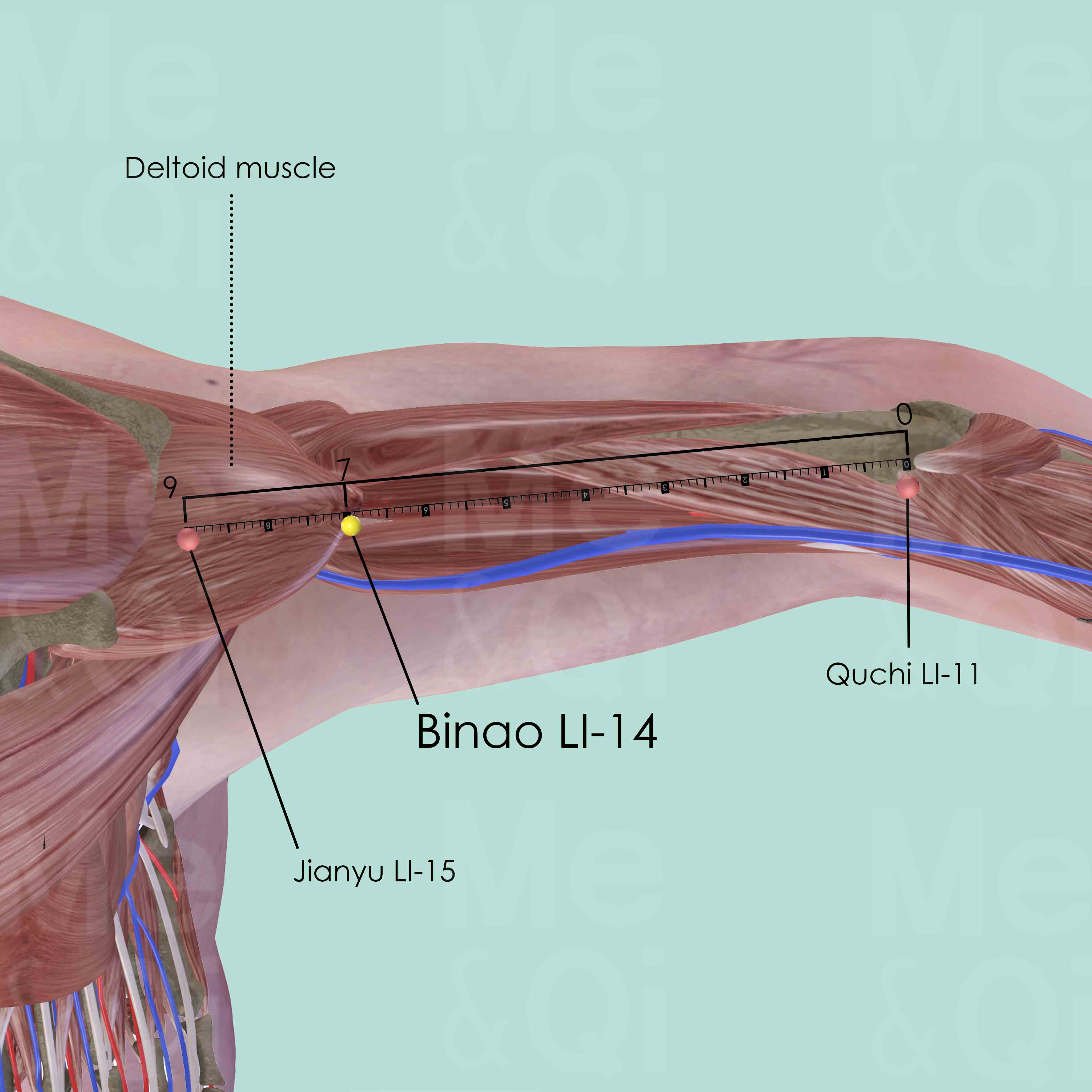 Binao LI-14 Acupuncture Point