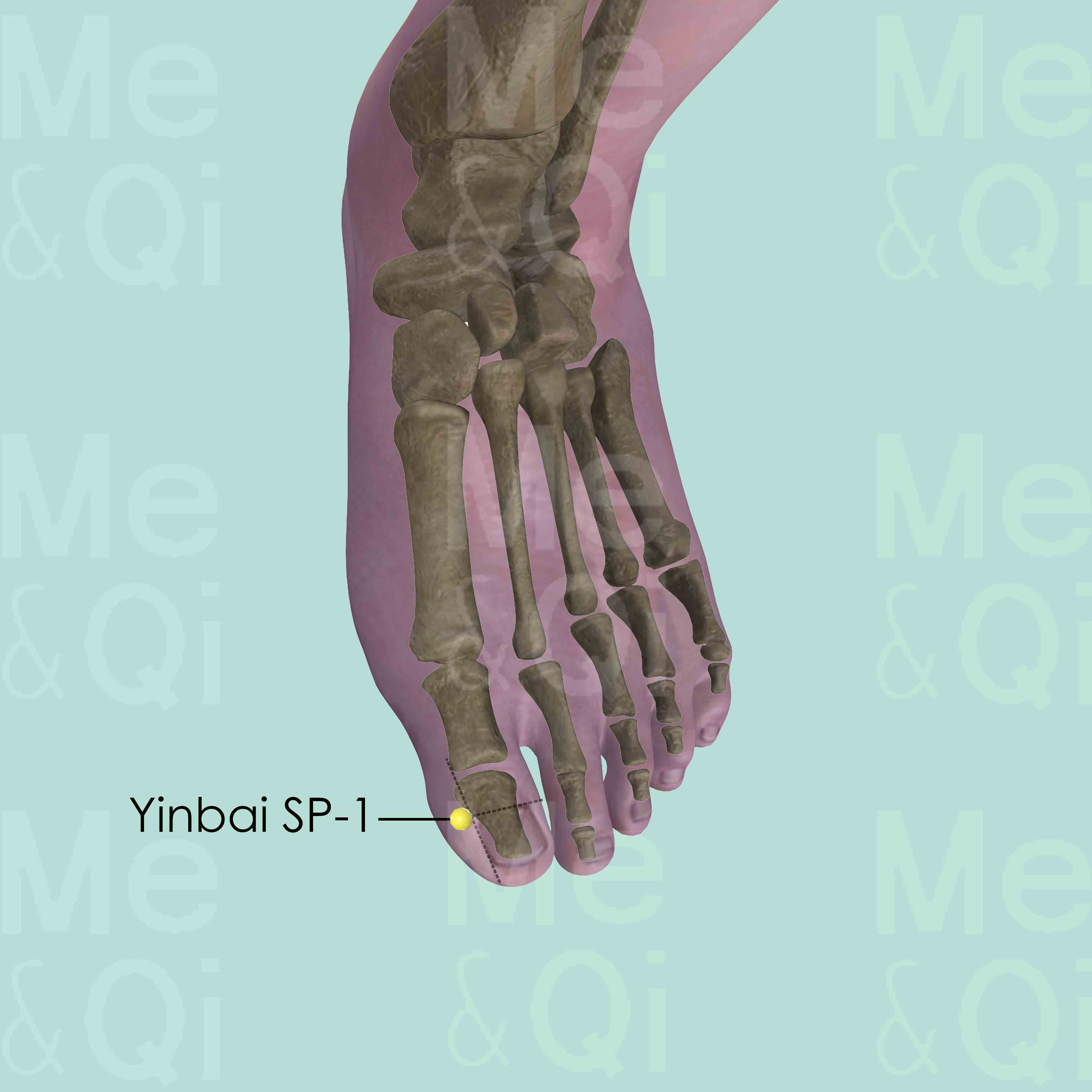 Yinbai SP-1 Acupuncture Point