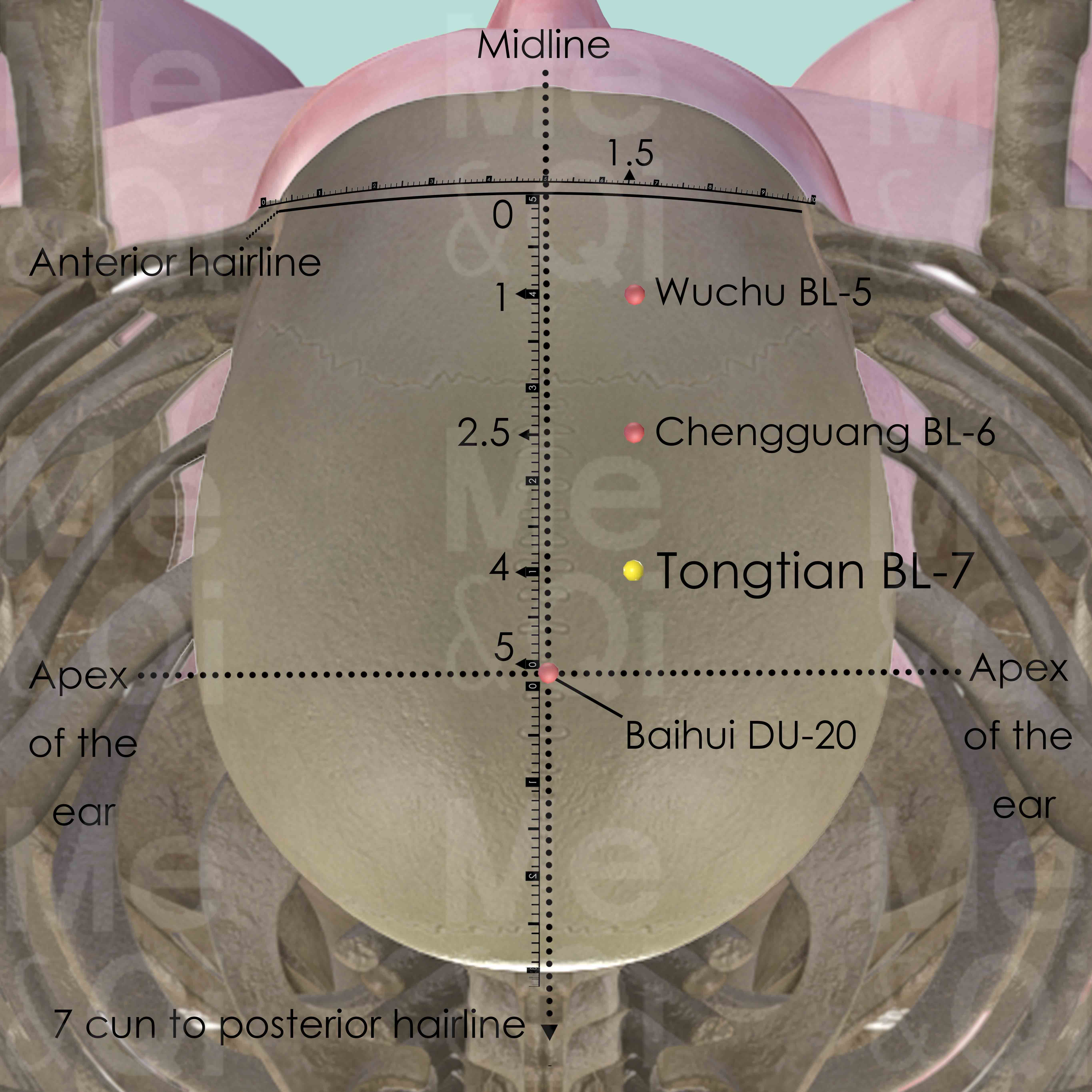 Tongtian BL-7 Acupuncture Point