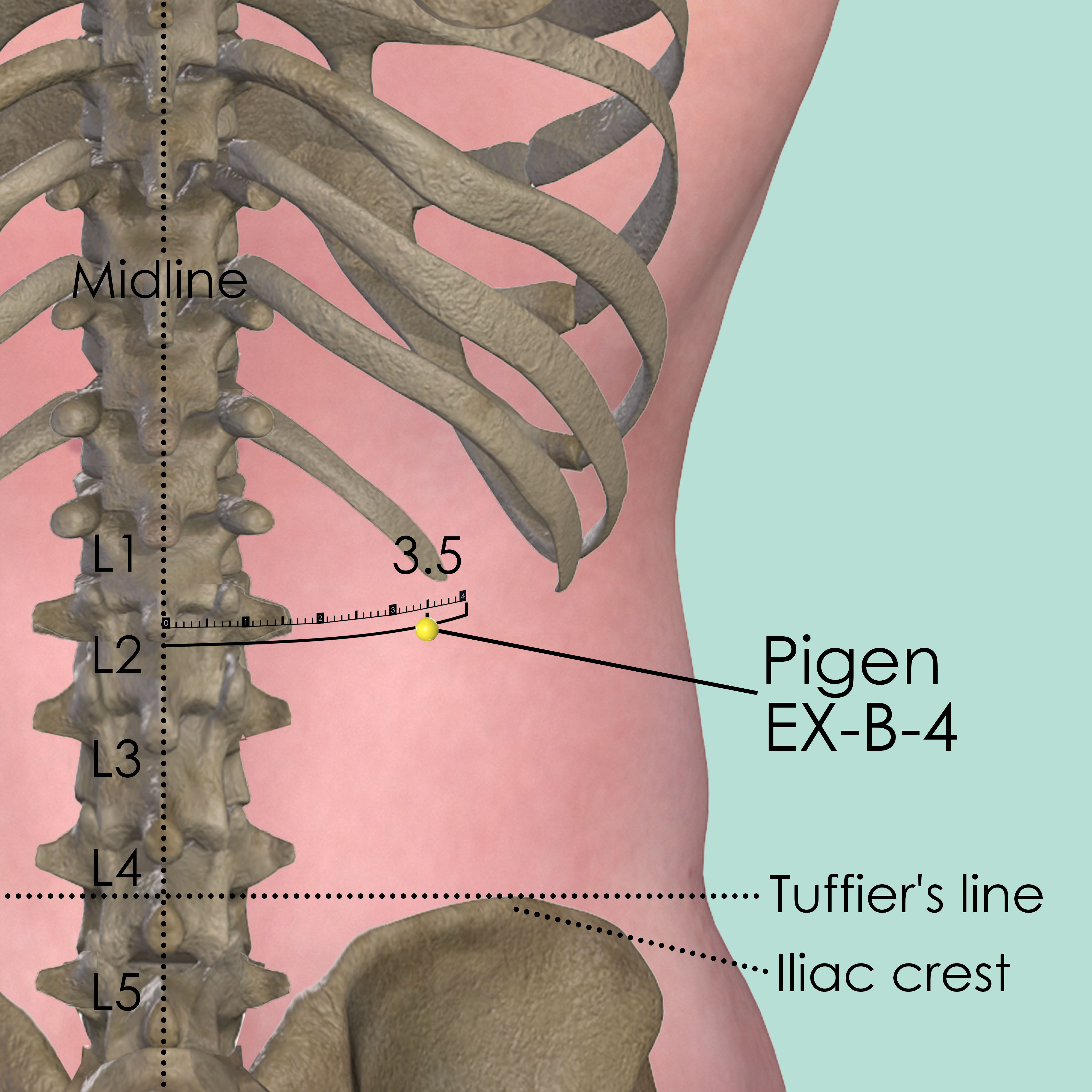 Pigen EX-B-4 Acupuncture Point