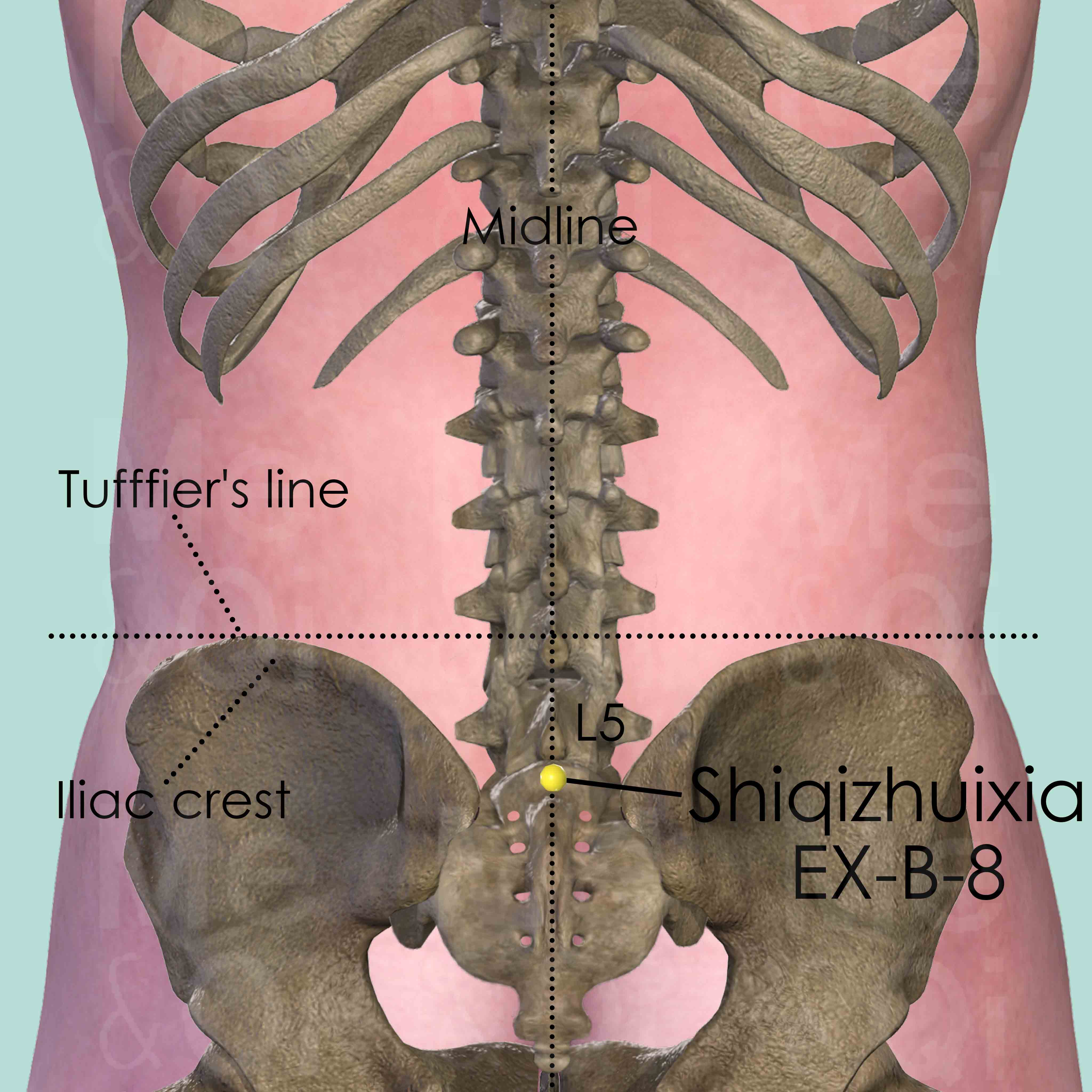 Shiqizhuixia EX-B-8 Acupuncture Point